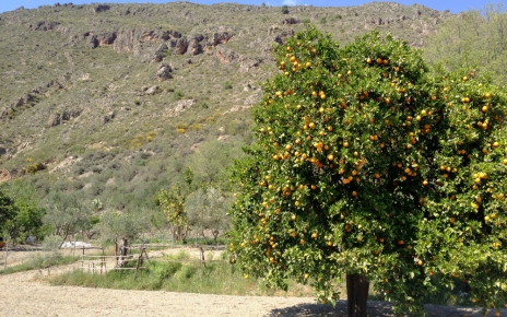 Cultivated fields in the dry Low Alpujarras